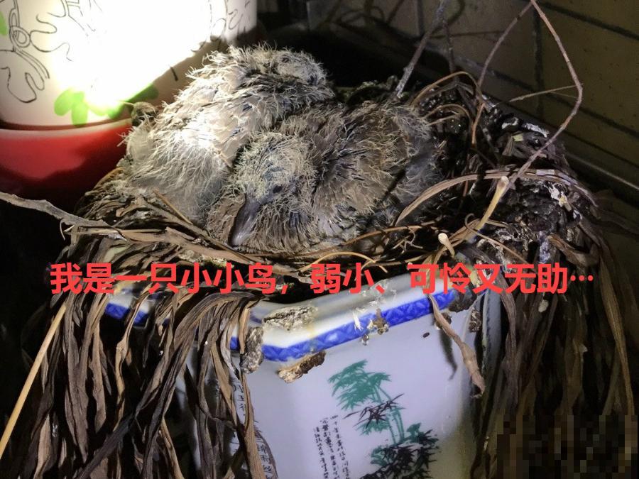 花盆里长了个“蛋”，赶紧换盆，否则必死无疑！