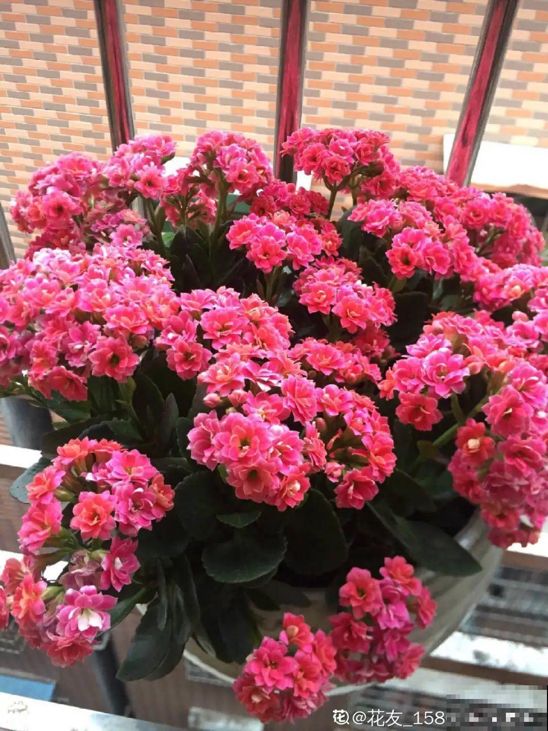 6种花净化空气效果好，放卧室特养人，睡得还香