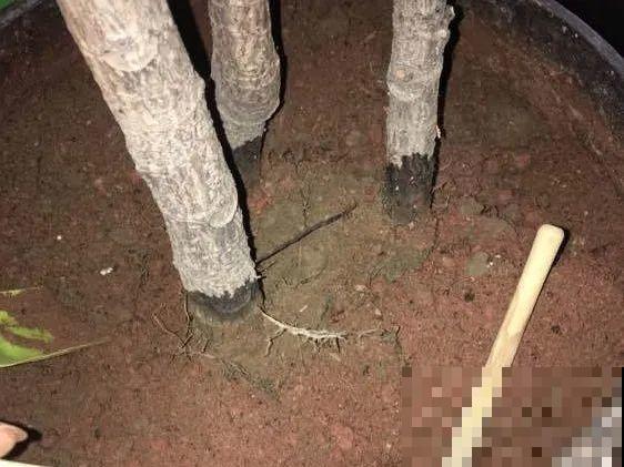 花盆里长了个“蛋”，赶紧换盆，否则必死无疑！