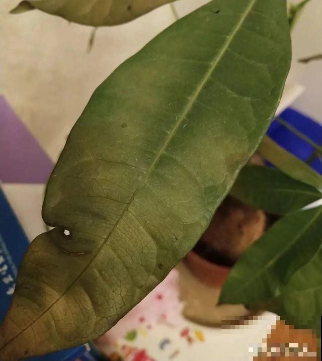 家里养这10种花,冻伤了要赶紧救,晚了就救不回来了 家里养这10种花,冻伤了要赶紧救,晚了就救不回来了