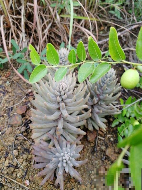 野外看到4种植物,千万不要挖,不然容易招来大麻烦 野外看到4种植物,千万不要挖,不然容易招来大麻烦
