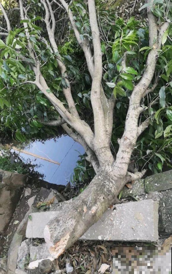 长寿花真是花如其名，长寿还爱爆盆，真是好兆头！
