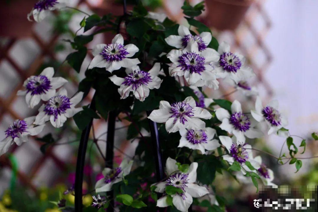梦想有个院子，养花弄草，过舒心日子！