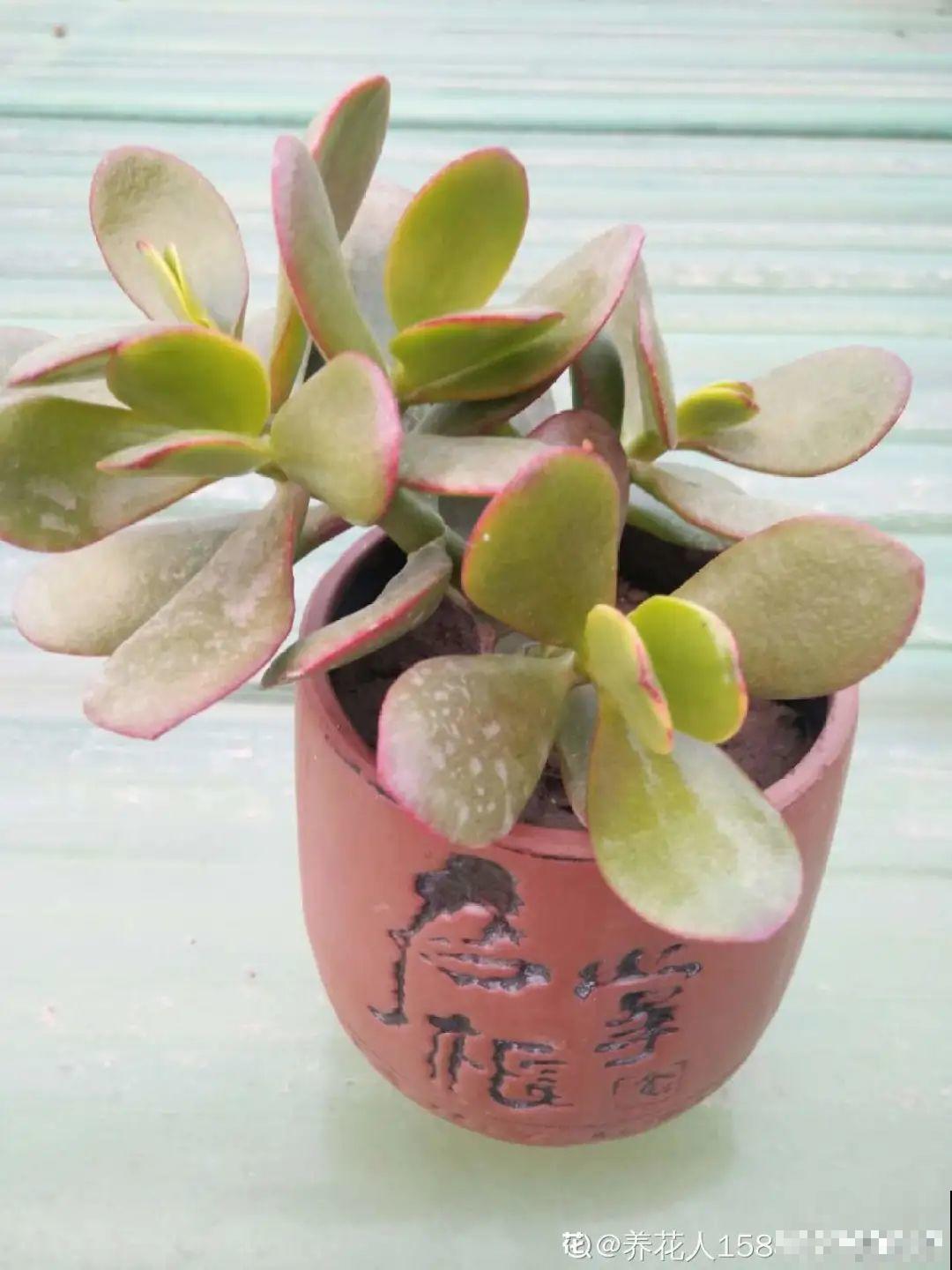 过年的酒瓶子，千万别人，切2刀做花盆，好看又省钱