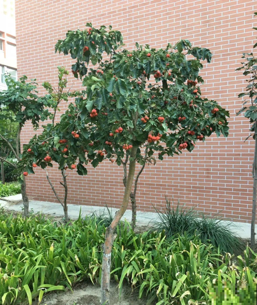 1盆苹果卖300块,为啥这么贵,难道是金苹果? 1盆苹果卖300块,为啥这么贵,难道是金苹果?