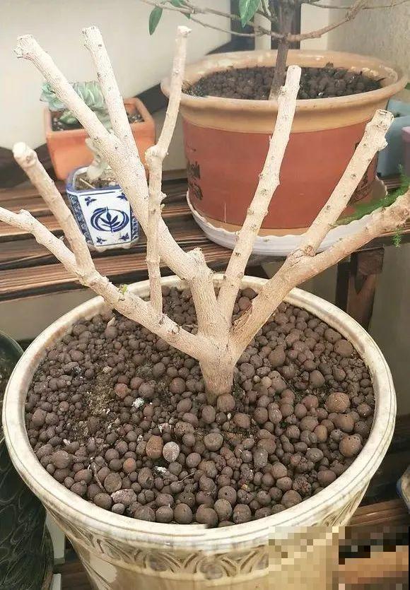 3月是给花剃头的好时机,现在狠心剪,下月就开花 3月是给花剃头的好时机,现在狠心剪,下月就开花