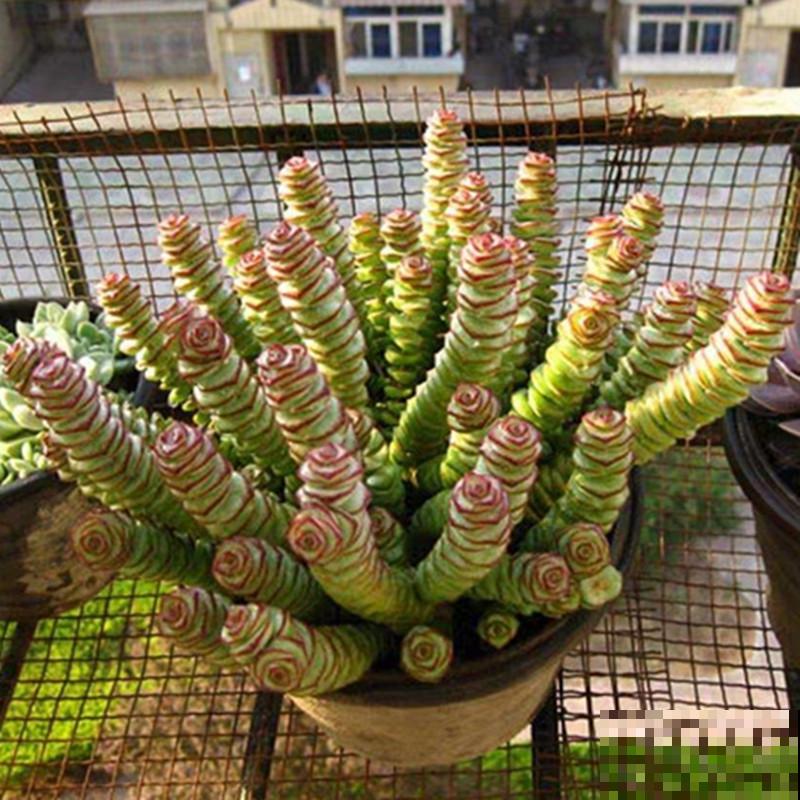 4种“徒神”多肉，太容易徒长，心累