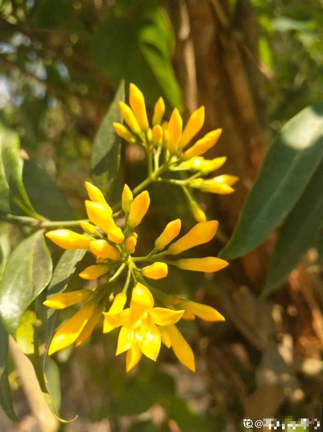 花长得像蔬菜，那也不能吃，有毒的！