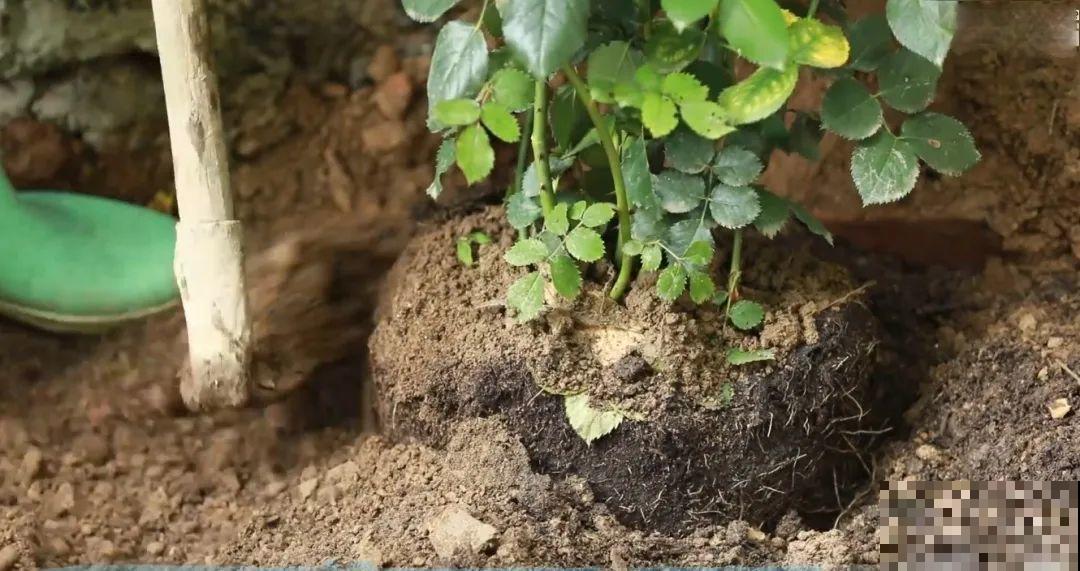 3年的时间，老院子变成大花园，过上塔莎奶奶一样的日子！