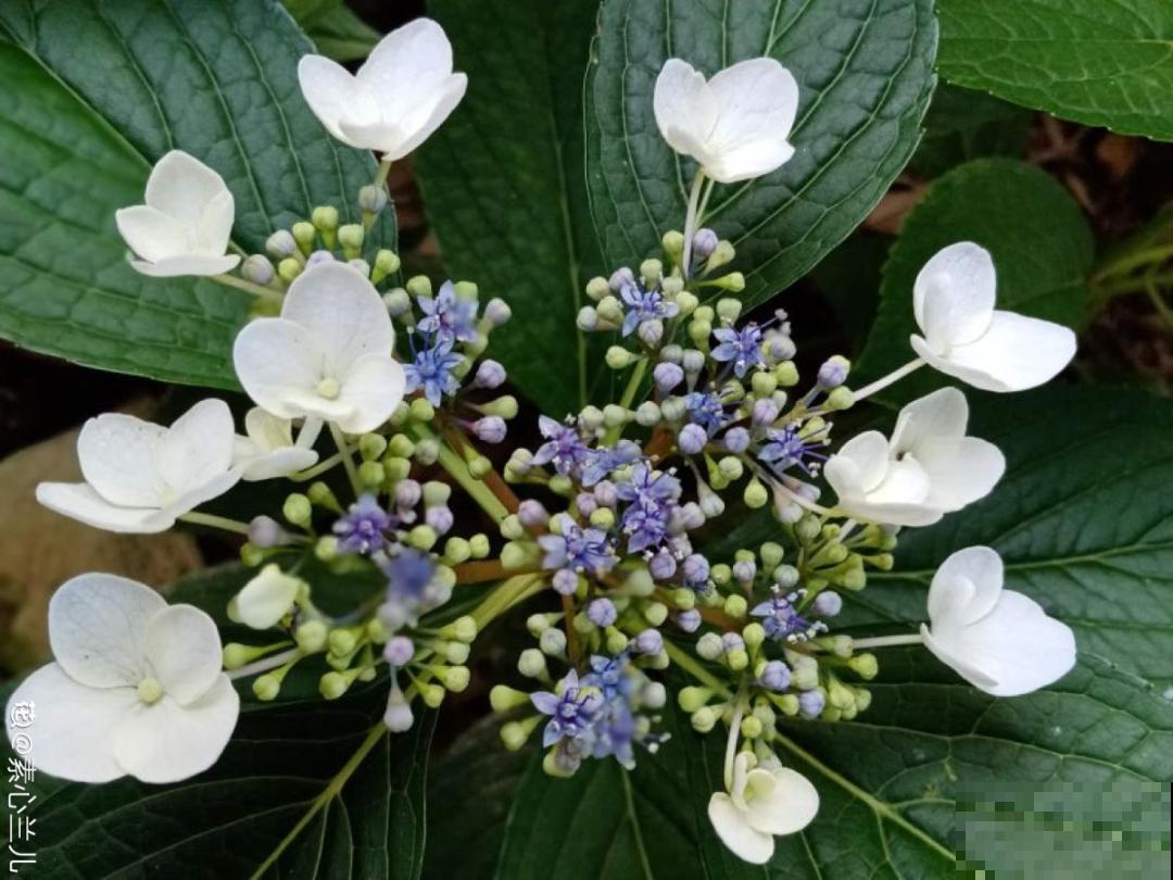 民间十大不吉利花，到底是哪流传来的