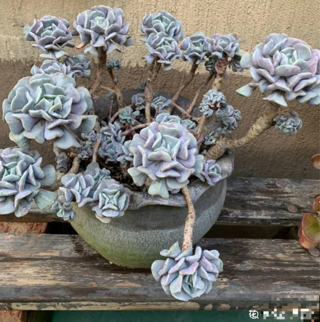 多肉老桩有多美，看着像是艺术品，造型超美