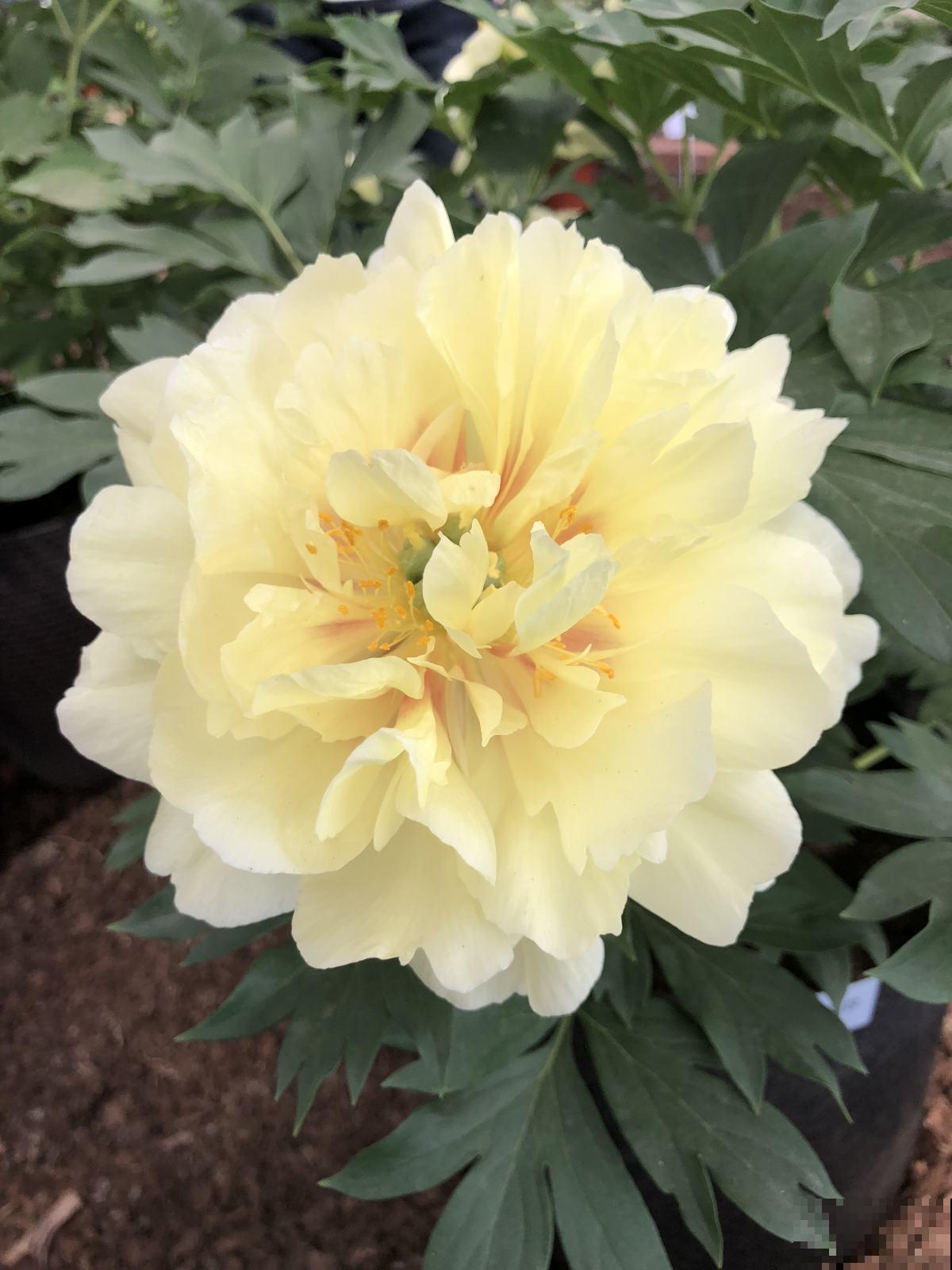 还分不清芍药和牡丹?了解这5点,教你轻松辨别! 还分不清芍药和牡丹?了解这5点,教你轻松辨别!