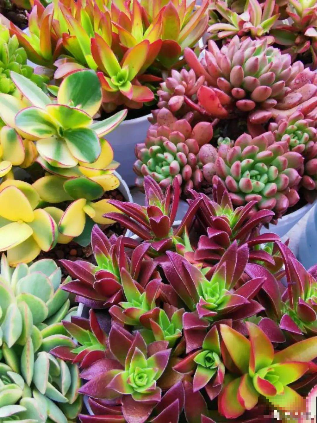 快过年了，肉崽子们都红火起来，陪我一起过节！