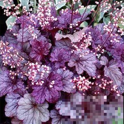 还在赏花吗？这种植物叶子比花还美，冬天颜值也超高！