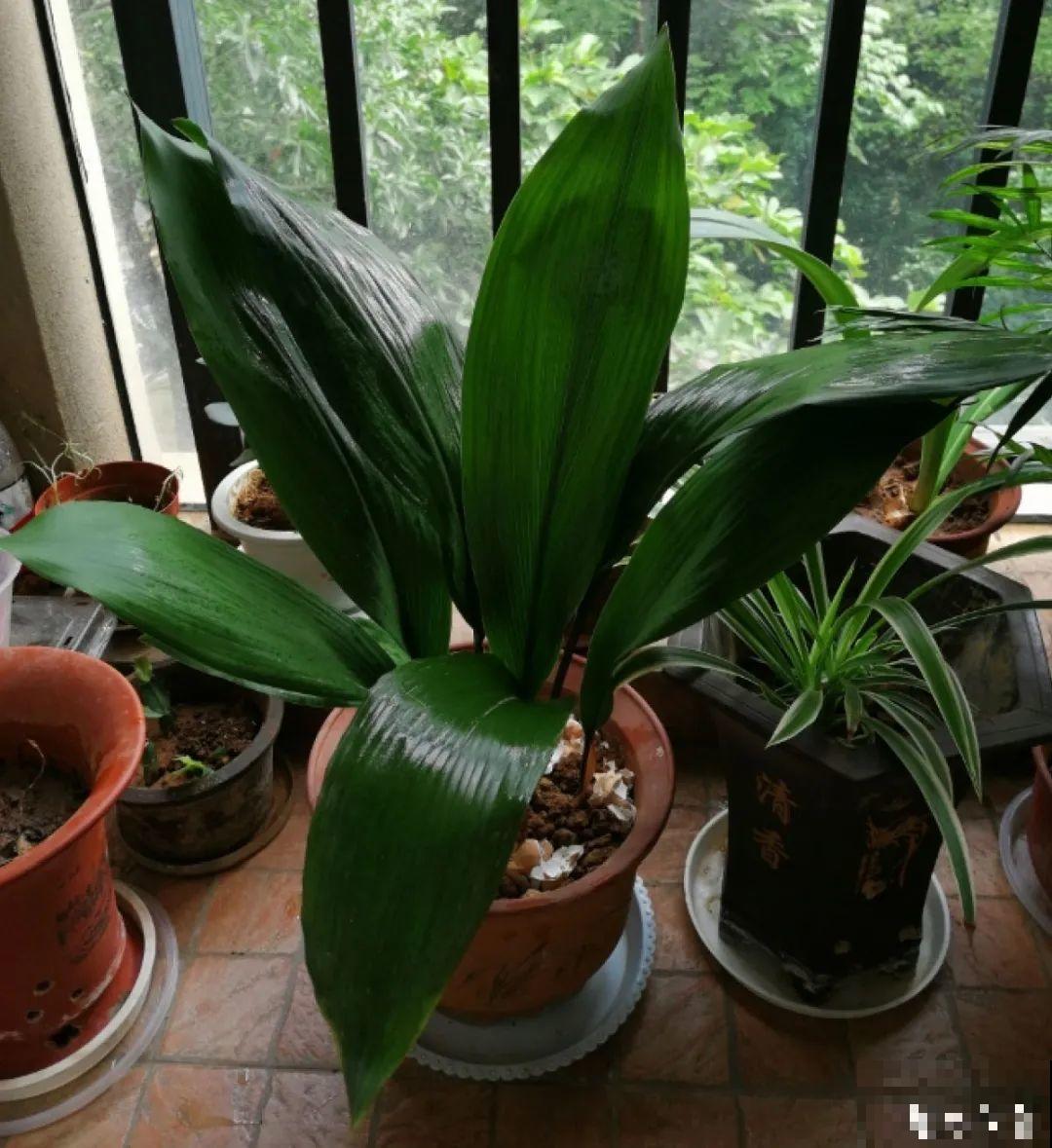 蜘蛛抱蛋这种花,长相清秀,一点也不吓人 蜘蛛抱蛋这种花,长相清秀,一点也不吓人