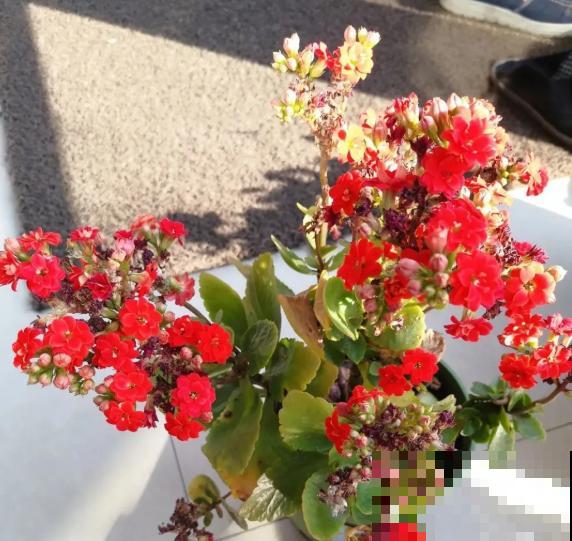 长寿花开完第一茬，赶紧剪掉，20天后又能开花