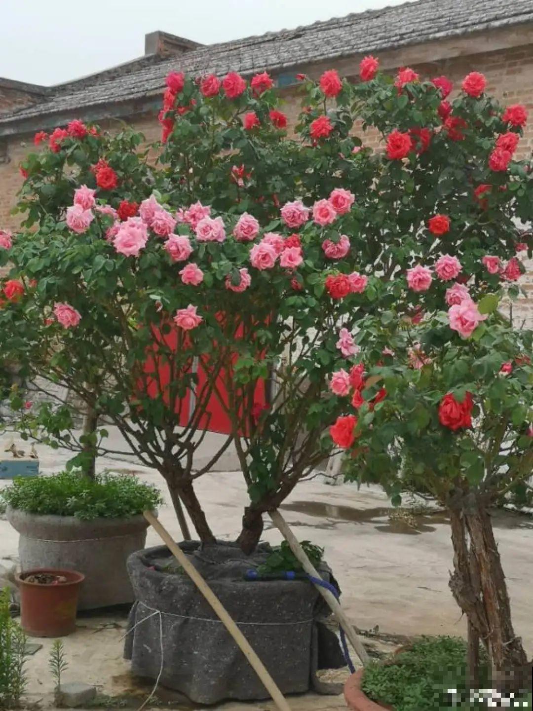 5种花养在小花盆里，只要养两年，就能变成老桩