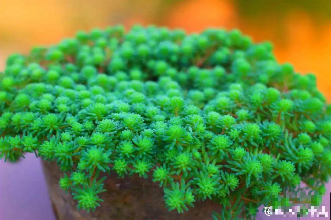 惊蛰之后，小虫乱飞，教你16种杀虫方法