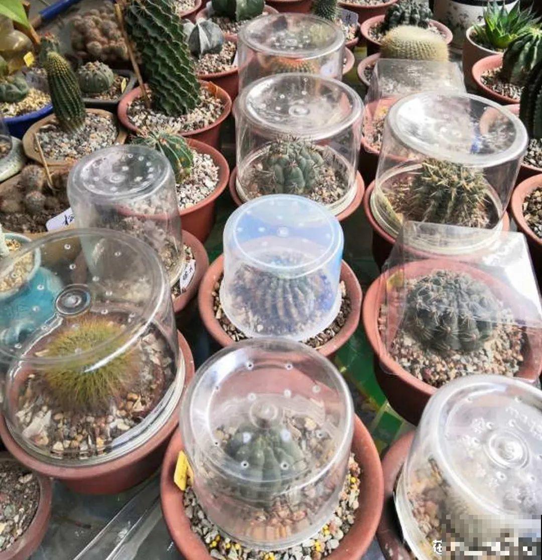 10个养花偏方,一般人我不告诉他,养花太好用 10个养花偏方,一般人我不告诉他,养花太好用