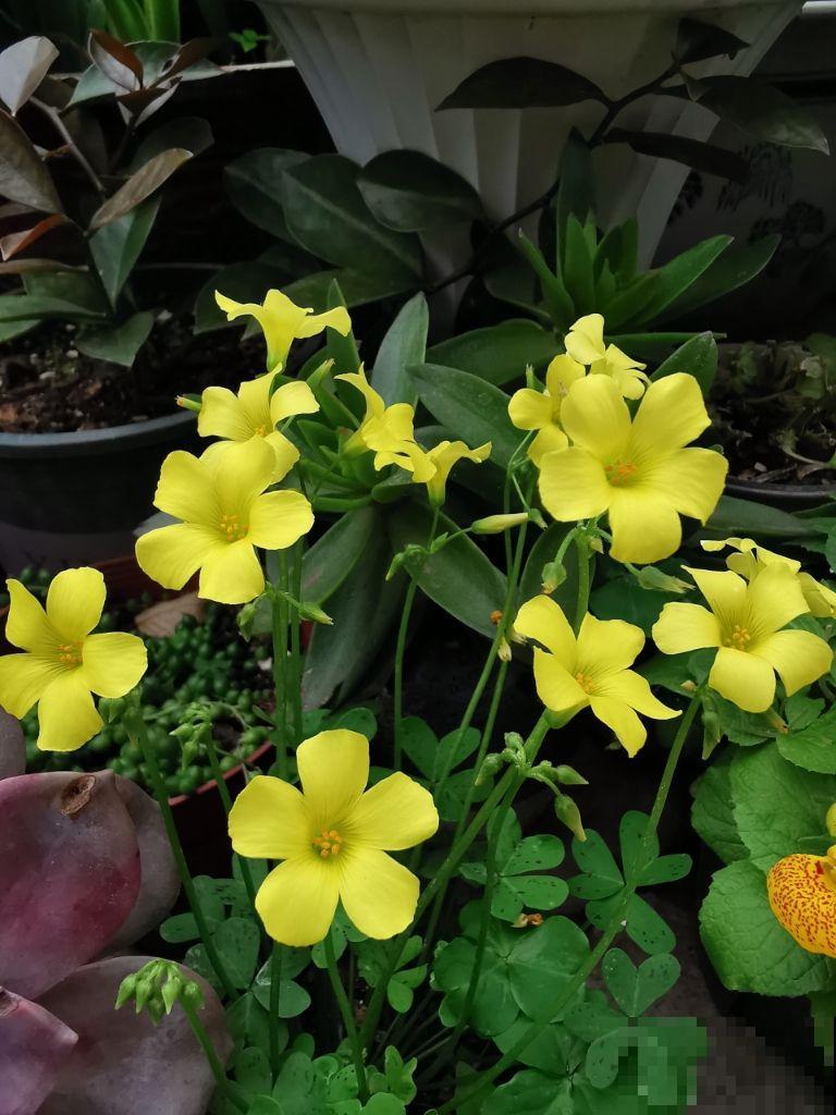 4草种花好养活，只要有个小窗台，光照充足就能开爆盆