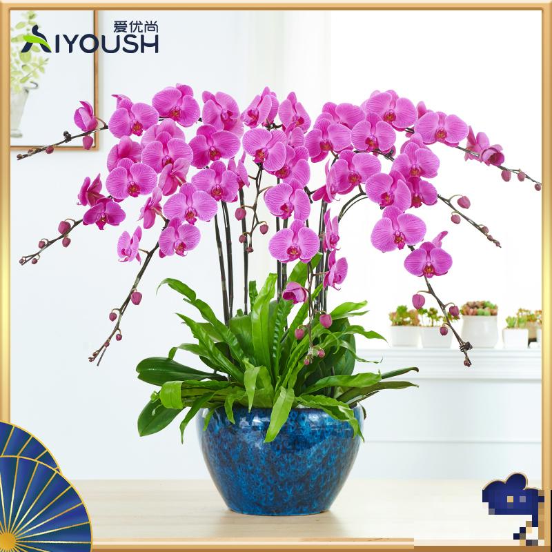 最热门的“年宵花”，春节随便养一盆，热闹又喜庆！