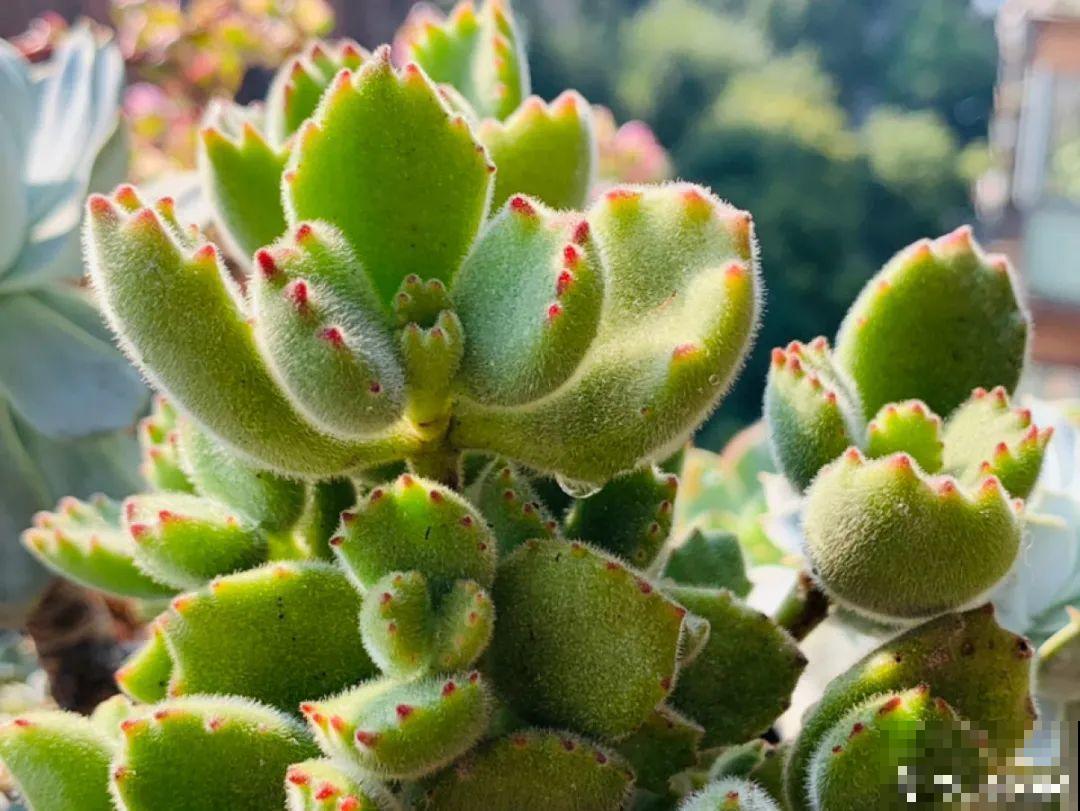 小阳台也能养多肉，一尺一寸，都是繁华！