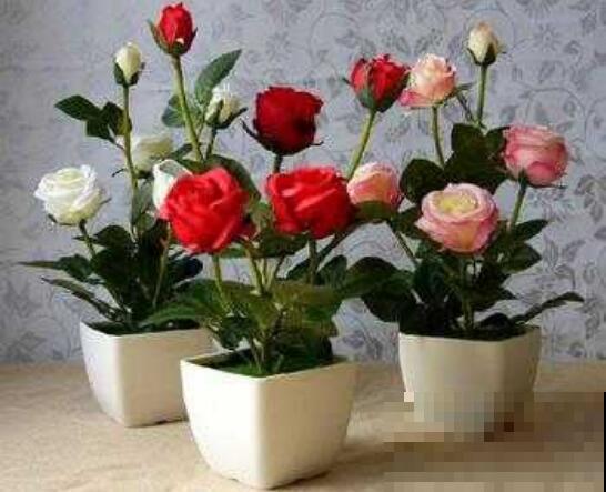 不知道玫瑰花怎么样?4个小技巧,轻松掌握盆栽玫瑰的养护方法! 不知道玫瑰花怎么样?4个小技巧,轻松掌握盆栽玫瑰的养护方法!