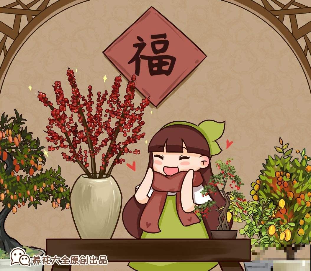 年宵花就选北美冬青，春节在家里放一盆，红红火火日子旺！