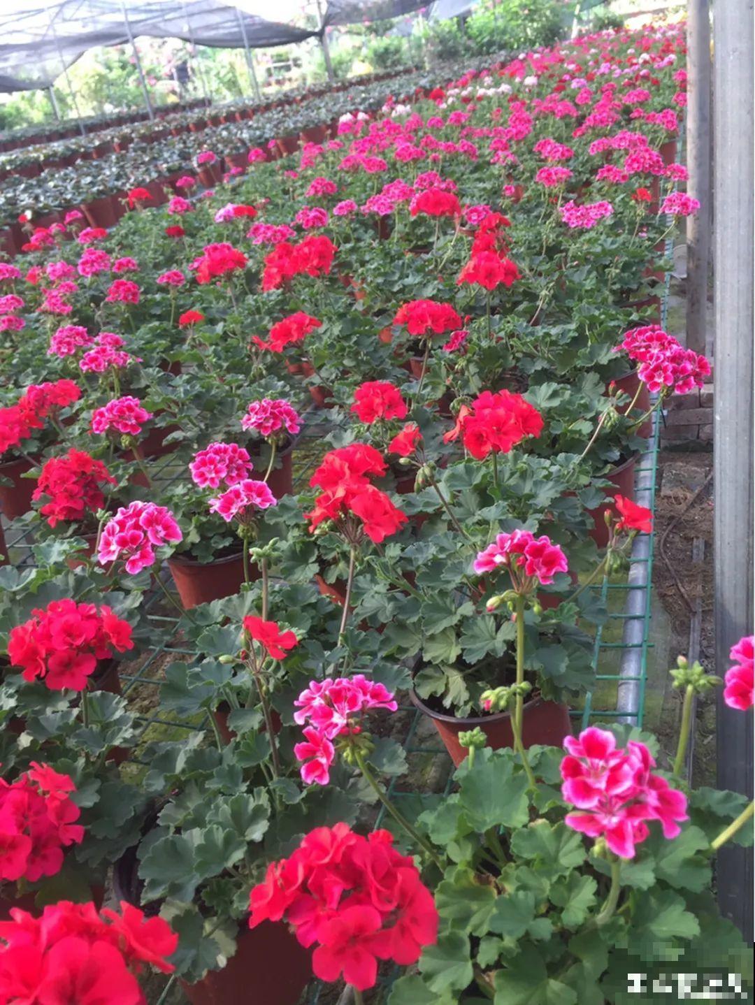 春天暖和了，6种花疯狂冒花苞，拦都拦不住