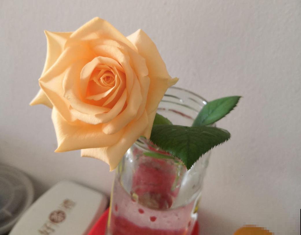 这种花美得很独特,家里种一盆,亲戚抢着要! 这种花美得很独特,家里种一盆,亲戚抢着要!