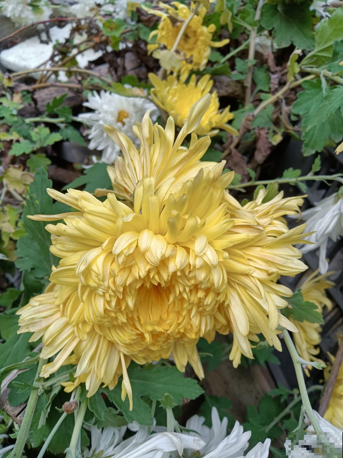 12种幸运花，你是几月出生，最旺你的花就是那它！