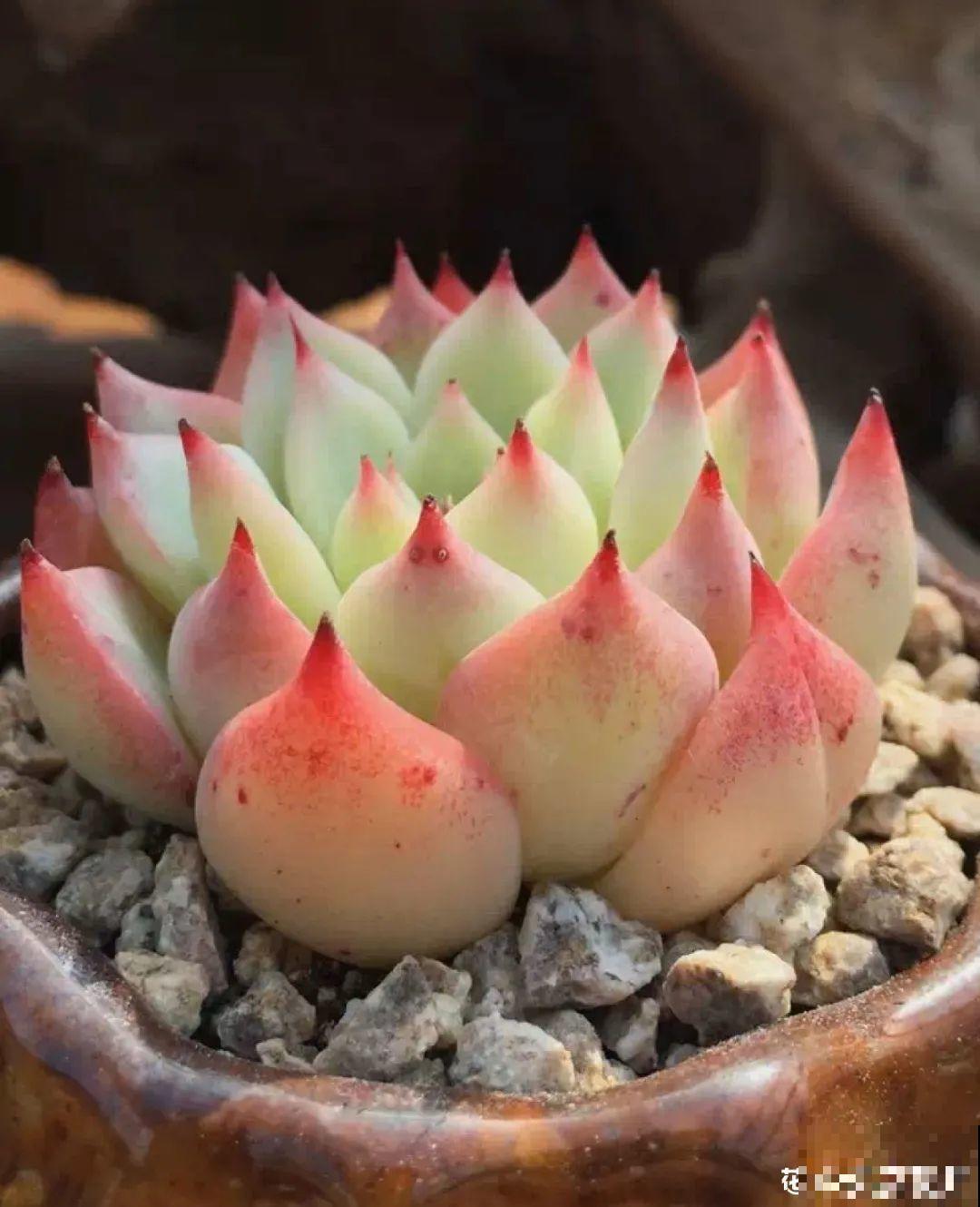 梦想有个院子，养花弄草，过舒心日子！