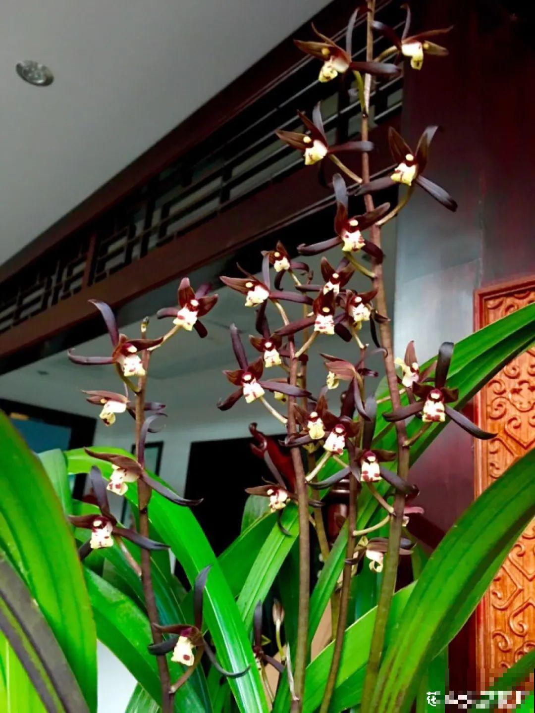 梦想有个院子，养花弄草，过舒心日子！