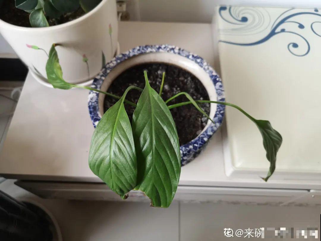 6种花慎养，再好的盆和土，现在也养不活