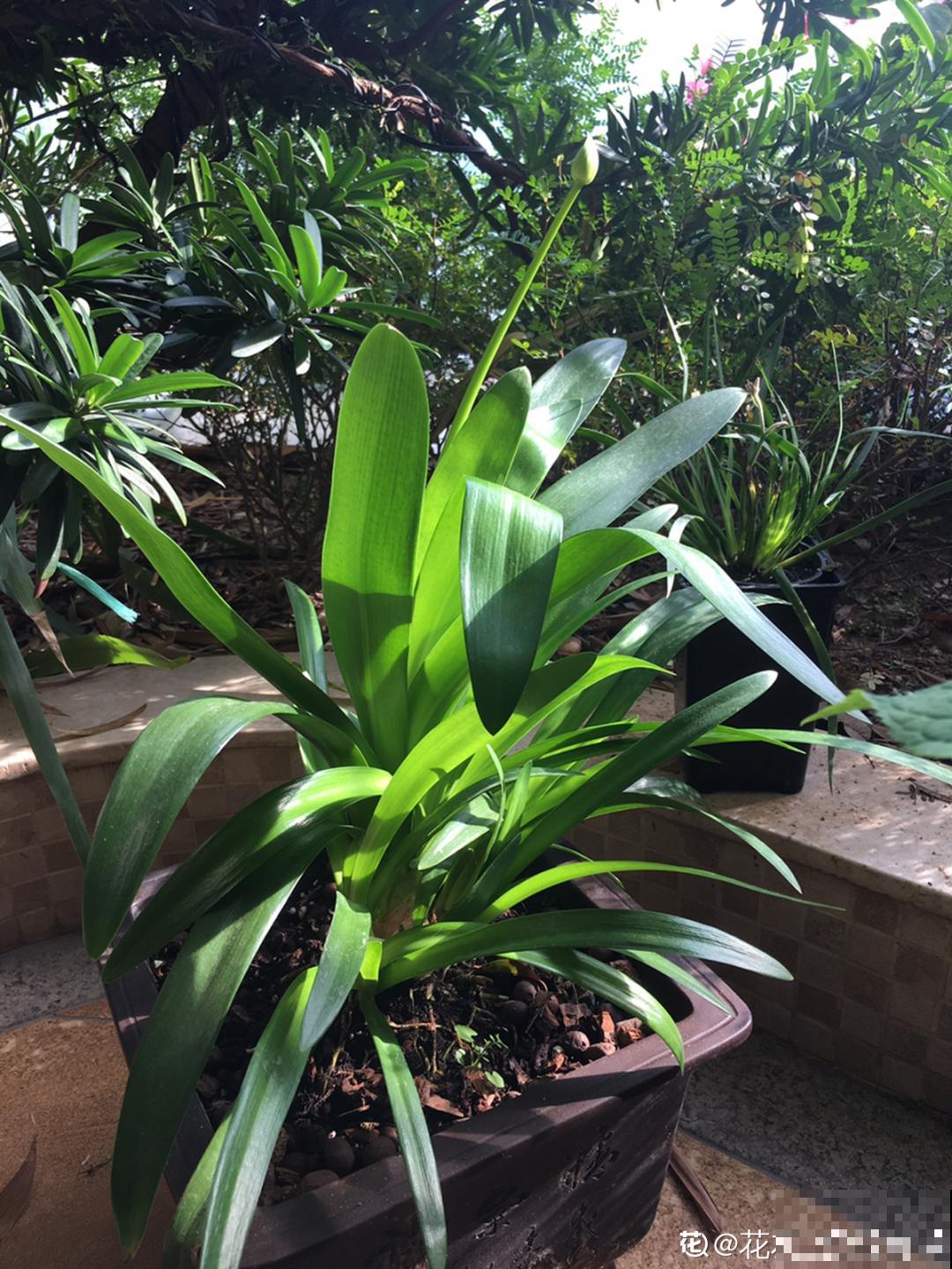 1种君子兰，个头能窜1米多，开花是梦幻蓝色，特迷人