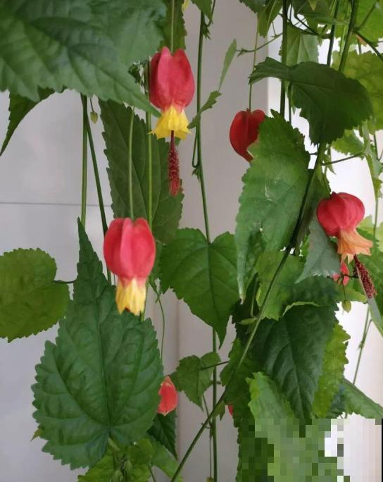 家里养盆蔓性风铃花，掌握4点养护技巧，全年花开不间断！