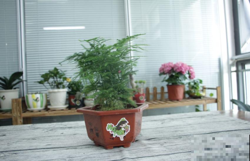 茉莉花安眠还提神，办公室里放一盆，又美又舒心！