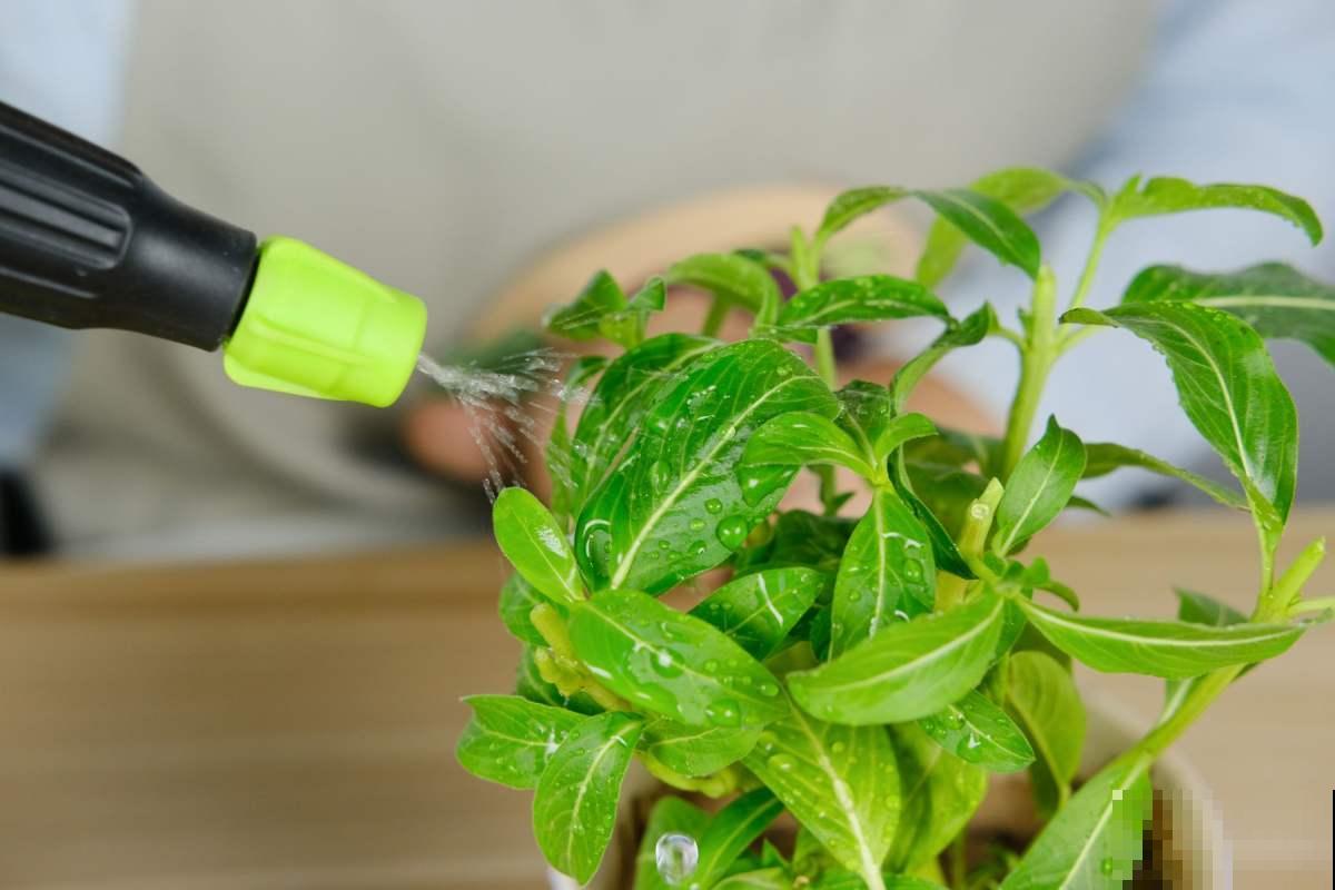 绿植也需要补充维C！养花用一颗，疯狂开花不黄叶！