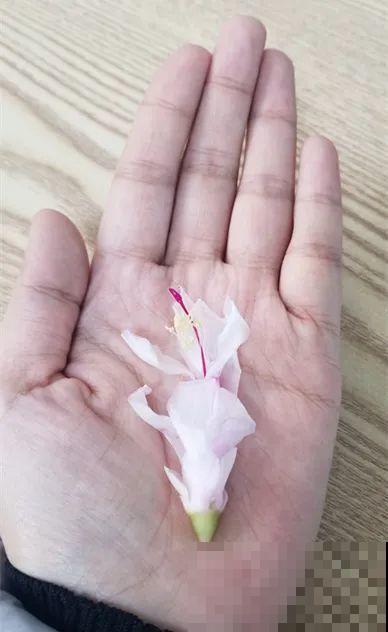 上万块的蟹爪兰，开花像烟花，养过的人不多