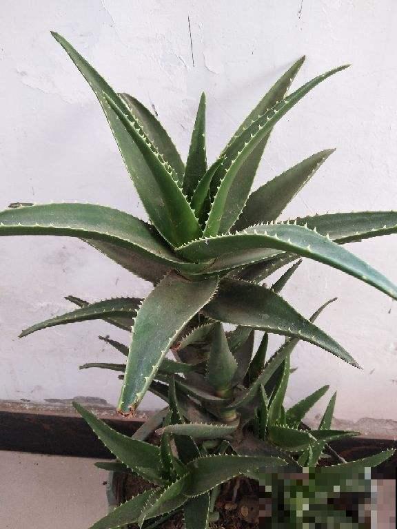 家里养盆芦荟，净化空气效果好，还有好多用处