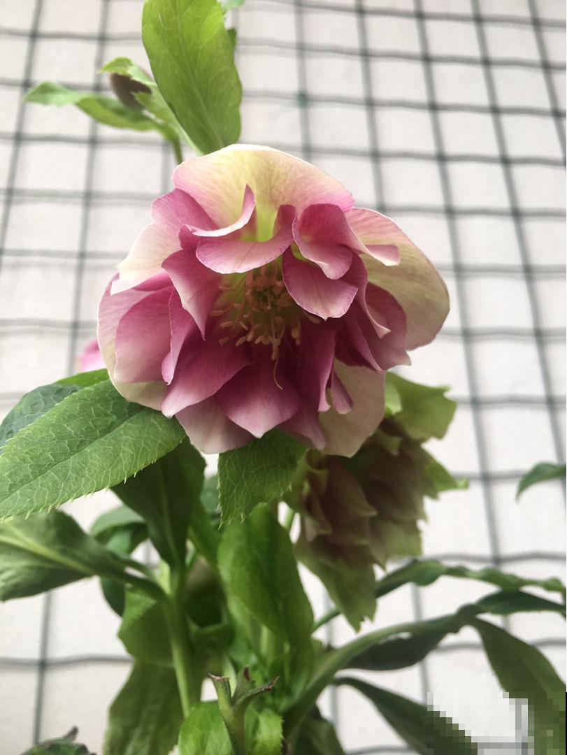 超耐寒的6种花，冬越冷开花越多，就适合冬天养