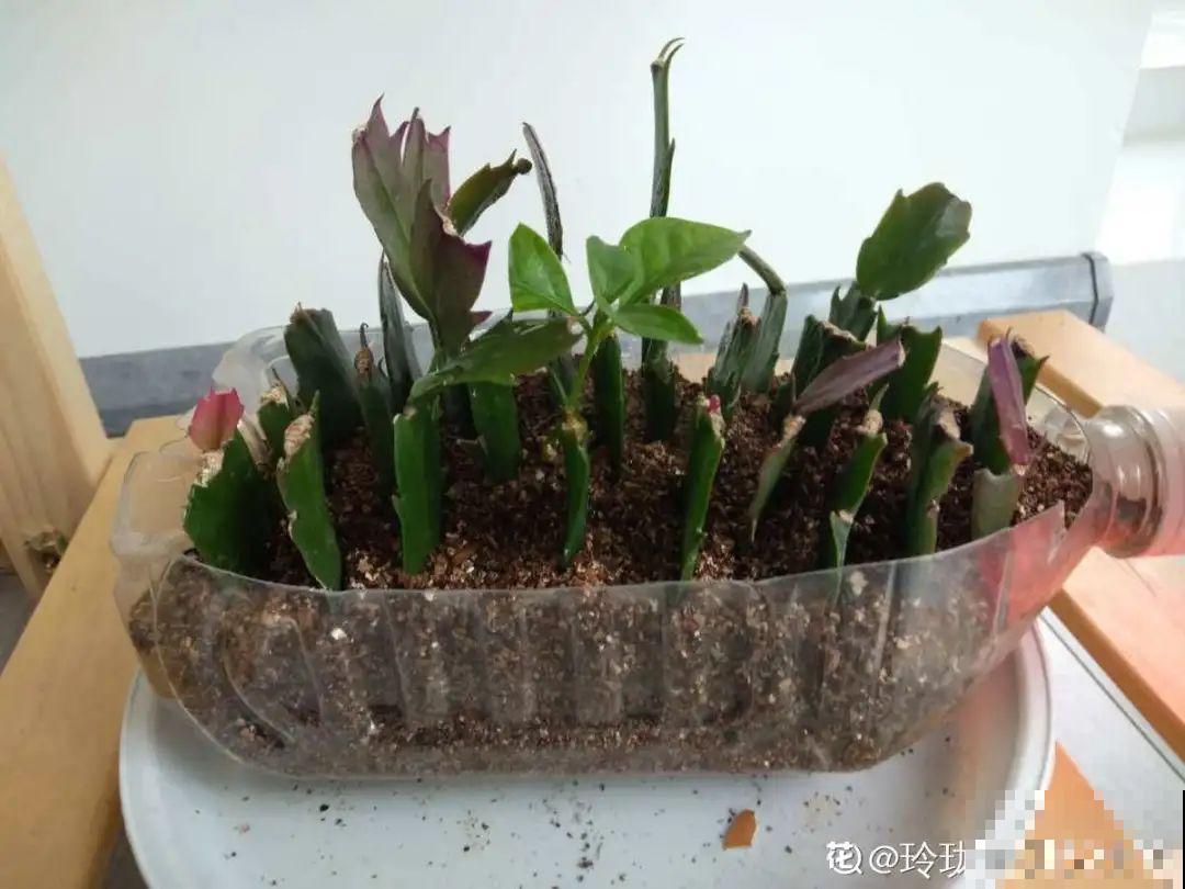 养护蟹爪兰,要注意8个要点,才能开出仙气飘飘花 养护蟹爪兰,要注意8个要点,才能开出仙气飘飘花