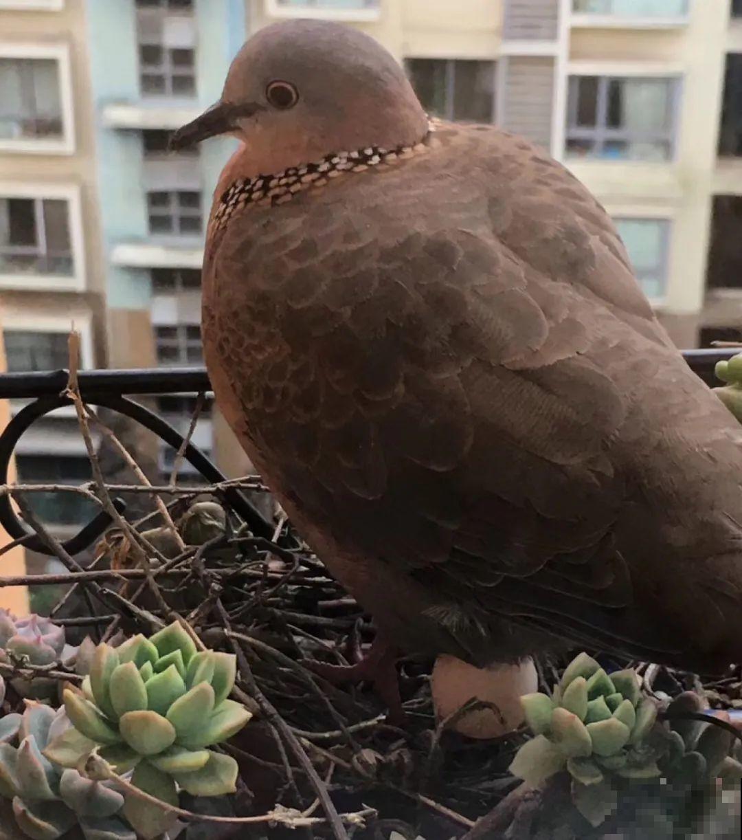 花盆里长了个“蛋”，赶紧换盆，否则必死无疑！