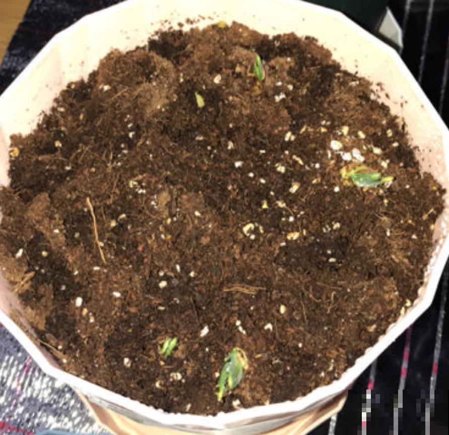 淘汰下的旧土先别扔，放锅里炒一炒，效果还很好！