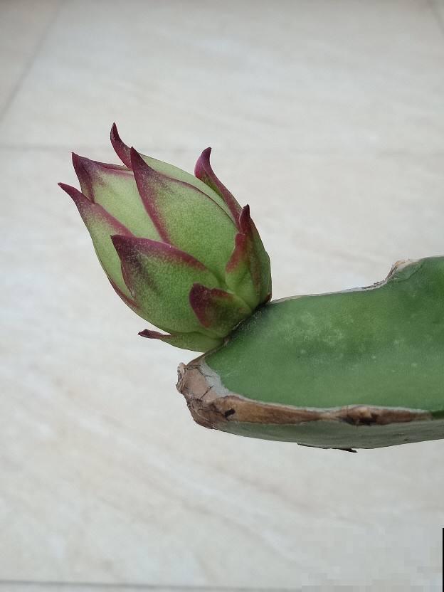 7个植物冷知识，知道的人太少，看完真长知识！