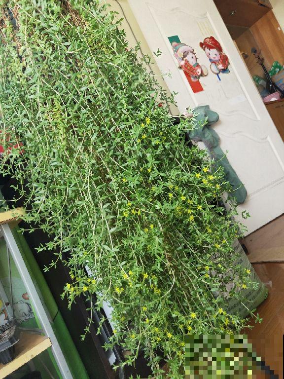 垂盆草生命力顽强，做好这4点，轻松长爆盆！