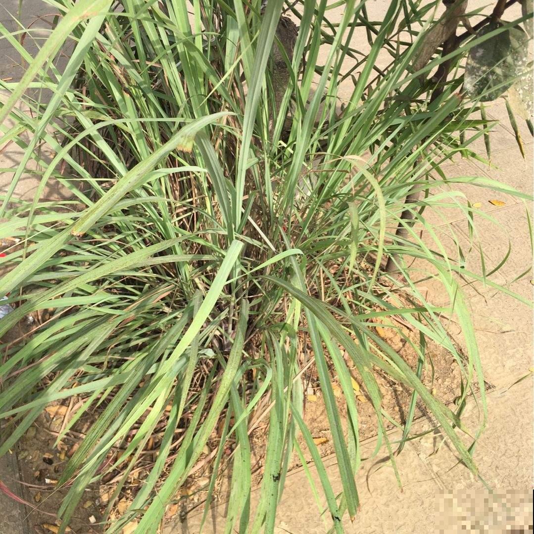 4种花养在卫生间,耐阴好养活,香味清新四溢 4种花养在卫生间,耐阴好养活,香味清新四溢