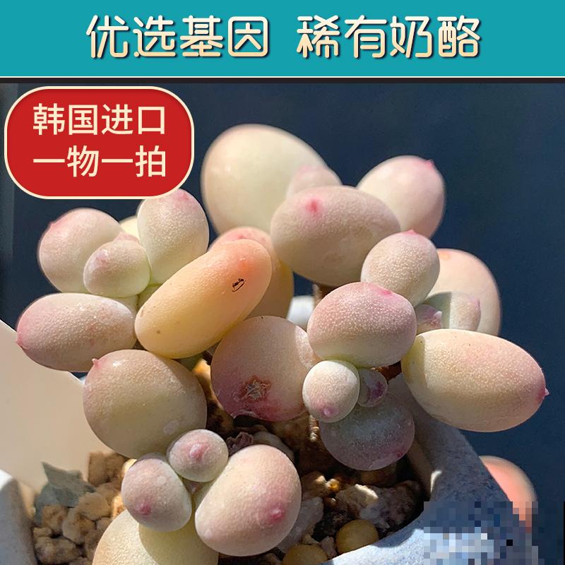 刚买的多肉，根部剪一刀，才能越长越旺盛