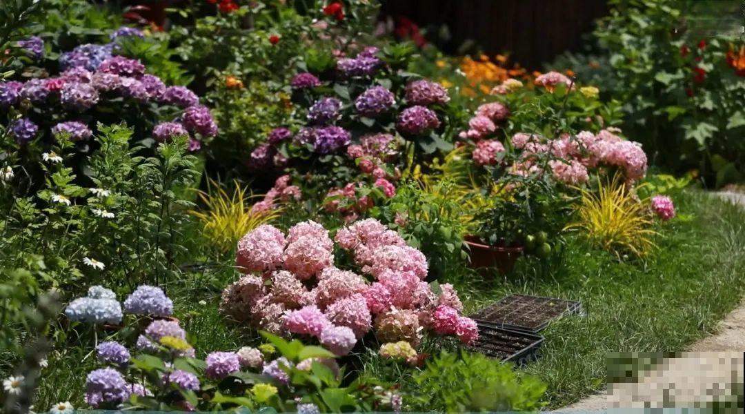 3年的时间，老院子变成大花园，过上塔莎奶奶一样的日子！