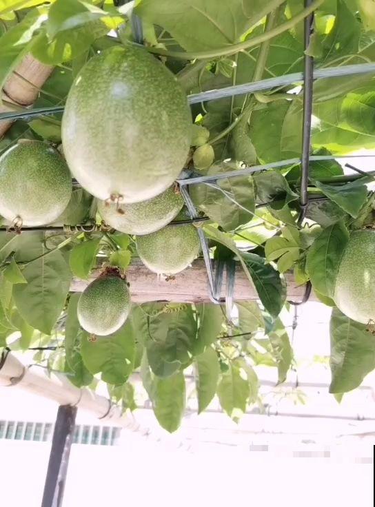 几粒种子就能种出百香果,省了不少钱,而且养护特简单! 几粒种子就能种出百香果,省了不少钱,而且养护特简单!